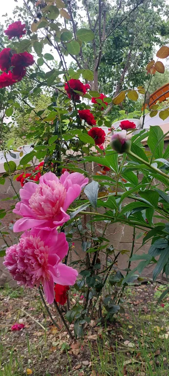 Гостевой дом в сердце Красной поляны