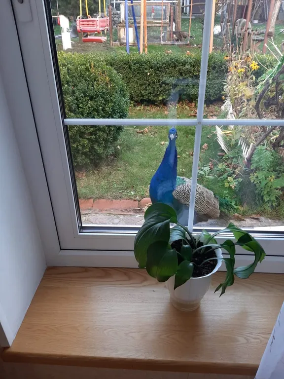 Квартира Квартира Дом с павлинами — Калининград