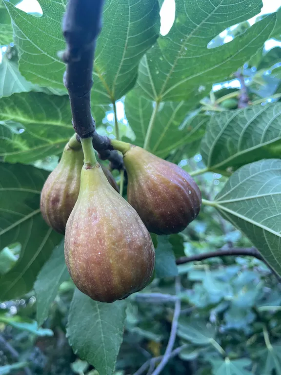 Этаж под ключ в зеленом дворе