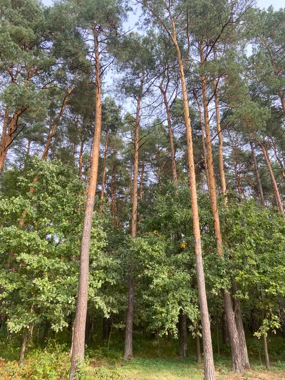 Треугольный дом в лесу Gray