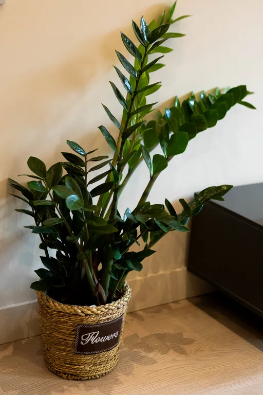 Апартаменты рядом с Замком