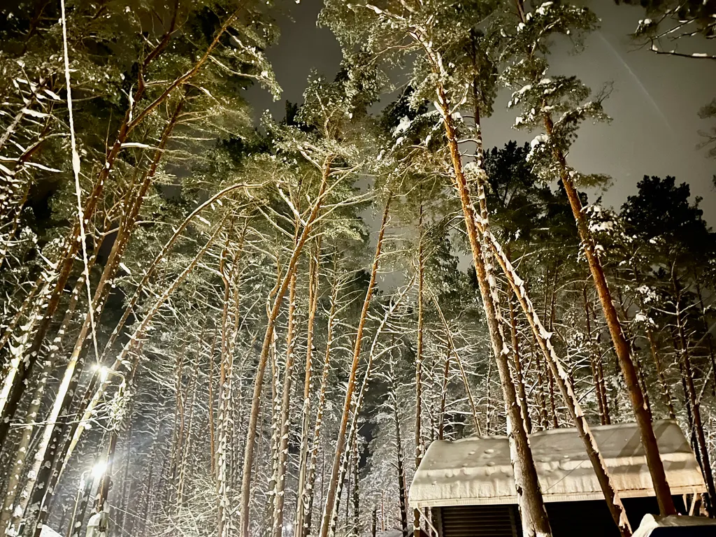 Уютный бревенчатый дом в сосновом бору