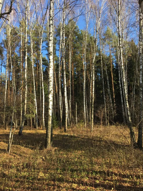 Уютный дом с сауной у леса