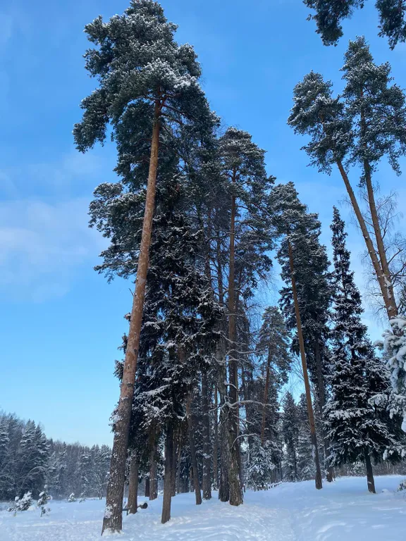 Барнхаус в лесу с голубой гостиной
