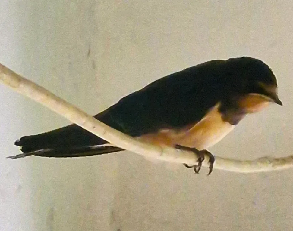 Квартира Двухкомнатная квартира у моря и Херсонеса — Севастополь