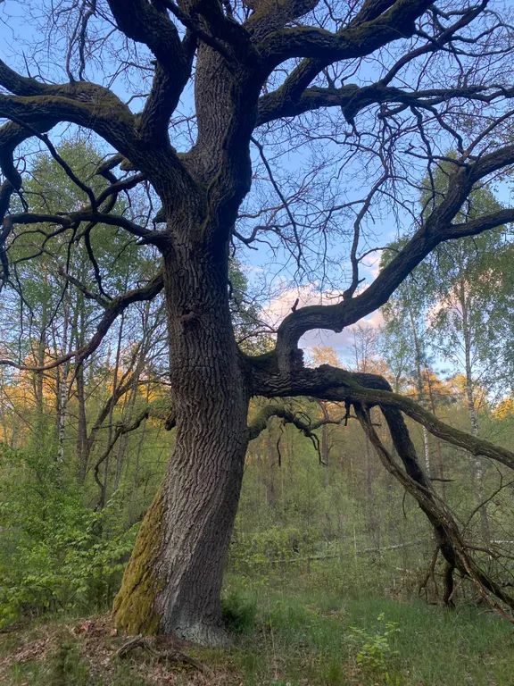 Чудесный дом в чудесном месте Беловежская пуща