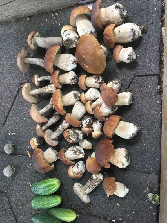 Дом с бассейном в лесу