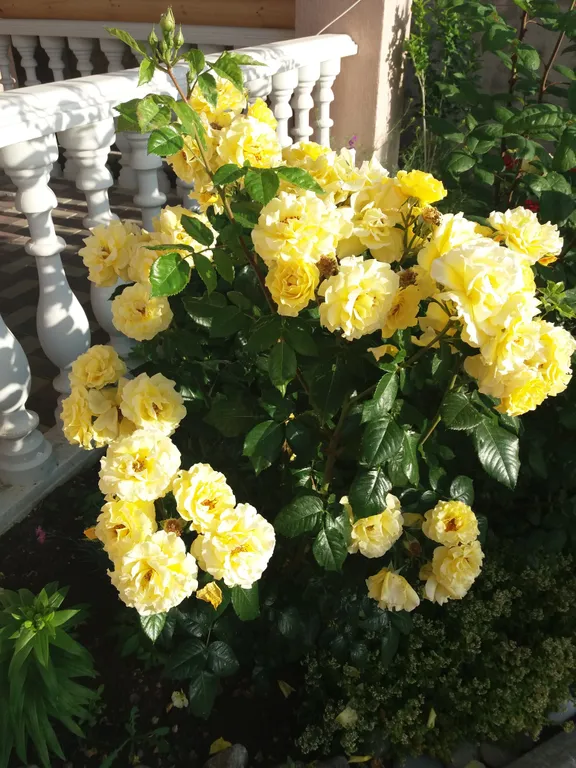 Номера с видом на горы