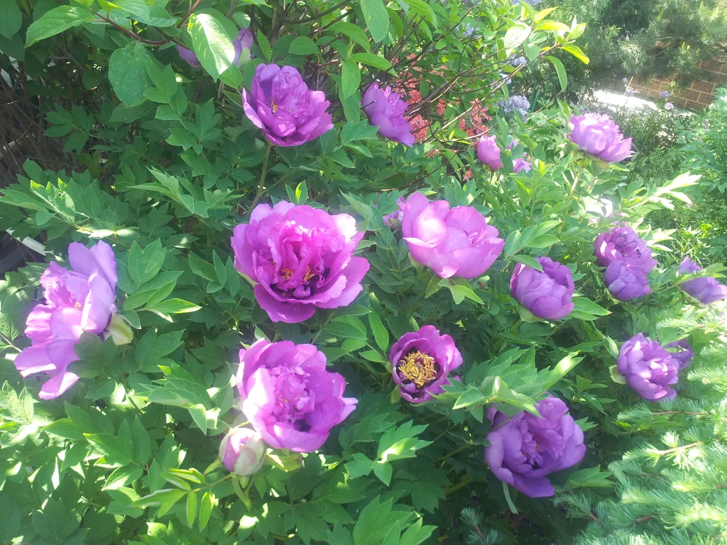 Дом в ботаническом саду