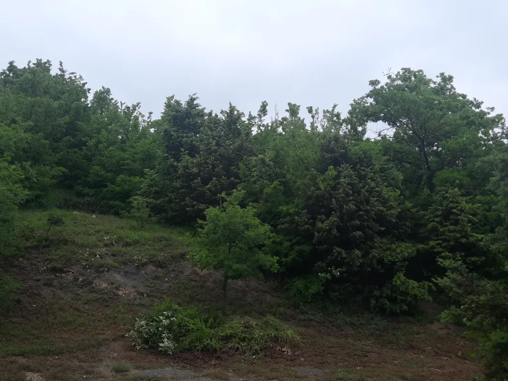 Комната с видом на Можжевеловый лес