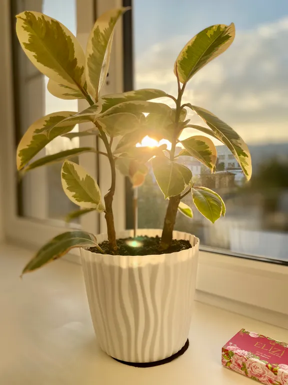 Уютная квартира в историческом центре Гомеля