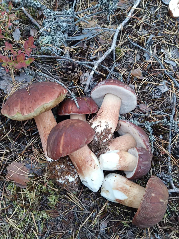 Дом c финской дровяной сауной и отдельной баней в Карелии