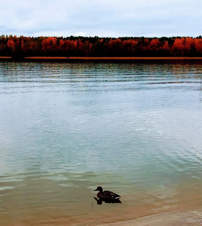 Дом в Карелии на берегу Онежского озера