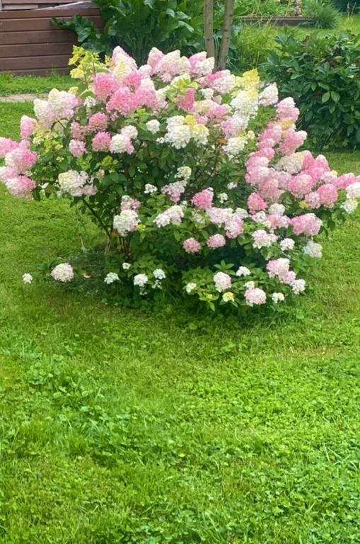 Дача художника с русской баней