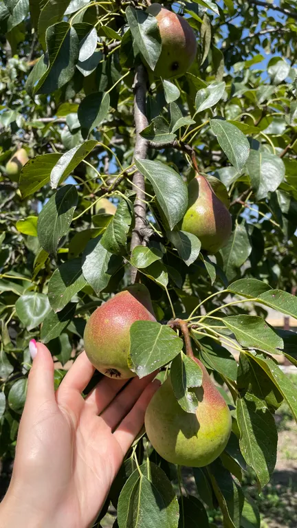 Коттедж Уютный дом по краю лесного массива с видом на горы — Кисловодск
