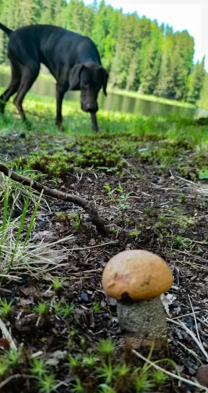 Домик на берегу реки