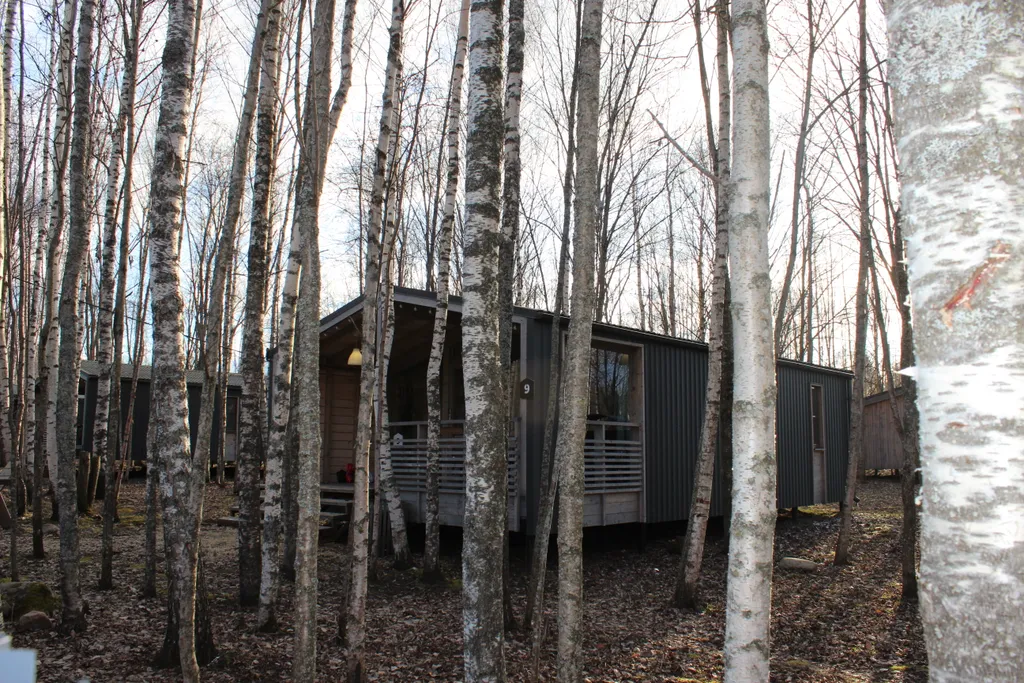 Дом в березовой роще