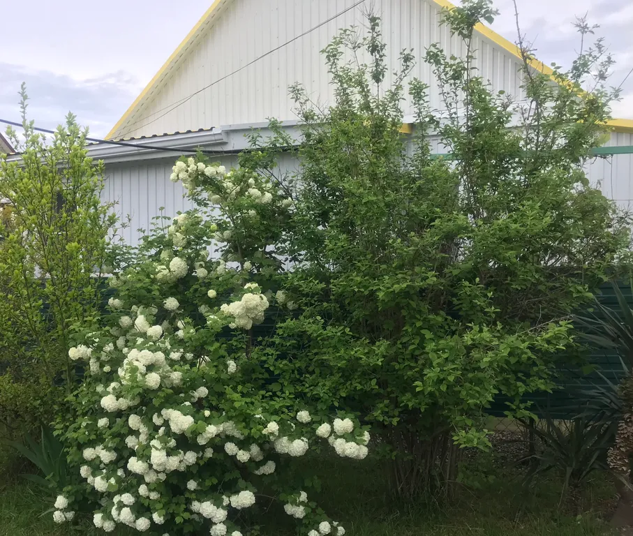 Половина дома с отдельным входом, с садом на берегу Чёрного моря