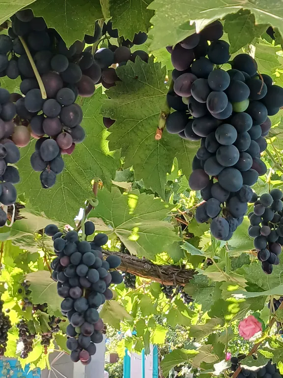 Коттедж Небольшой летний домик — Ейск