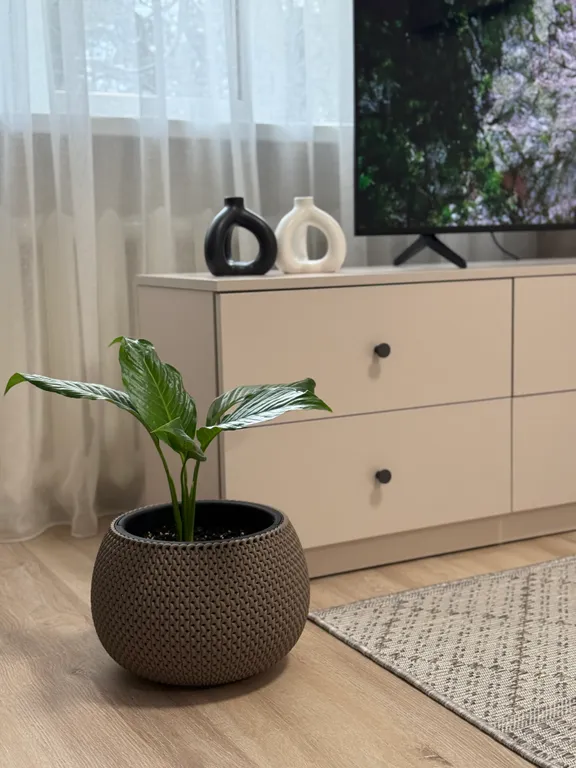 Уютная, светлая квартира в центре города