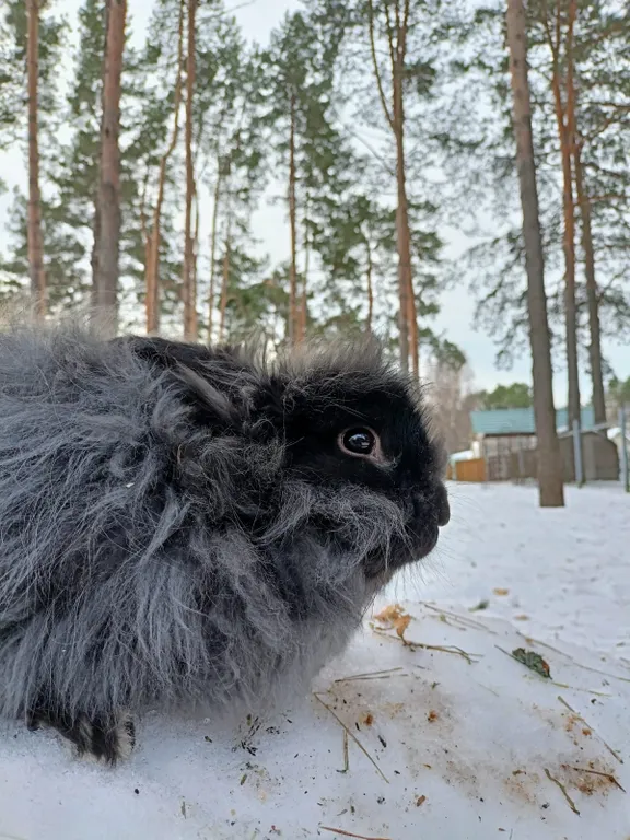 Дом-дуплекс