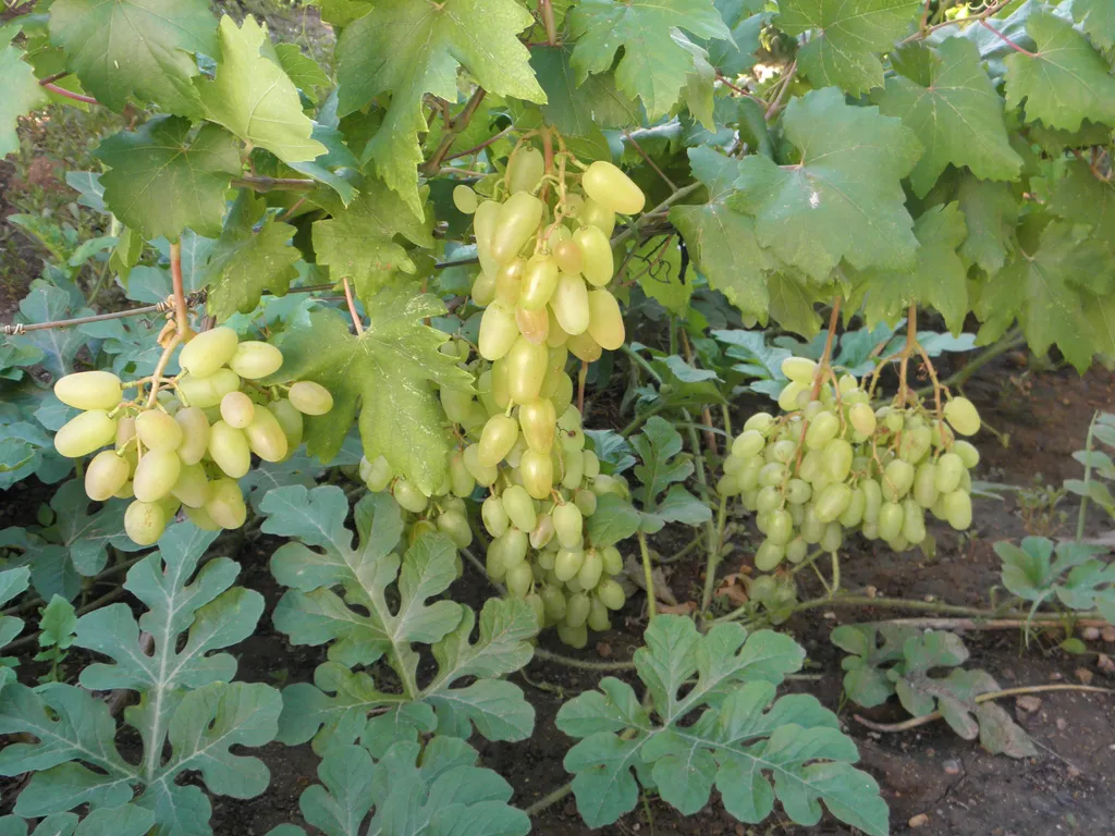 Уютный летний отдых