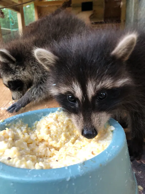 Гостевой дом с фермой Лунная долина