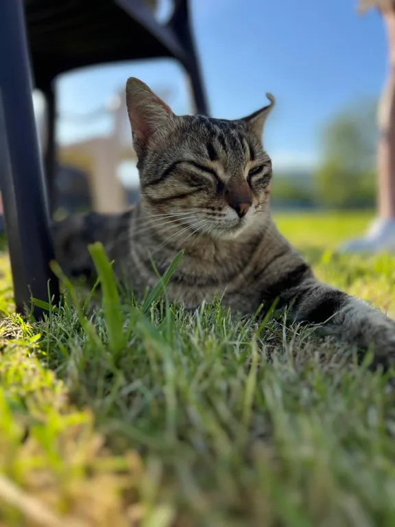 Коттедж a-frame пицунда 2