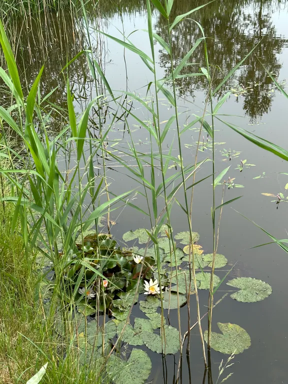 Тихое и комфортное место на берегу реки Лесная