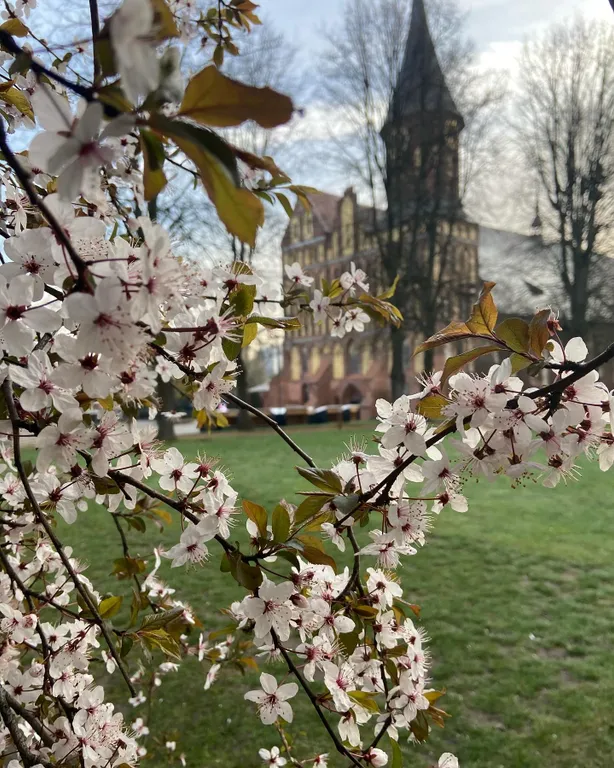 Квартира Уютная квартира с домашней обстановкой — Калининград