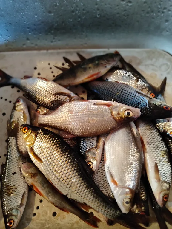 Коттедж Уютный гостевой дом — Светогорск