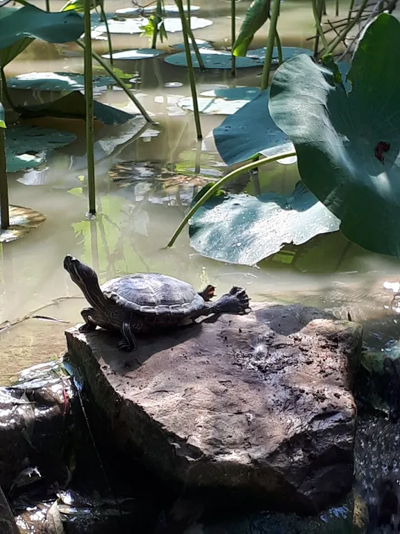 Коттеджи на озере