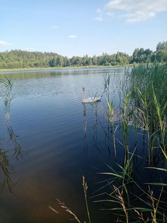 Усадьба в Беловежской пуще У Камина