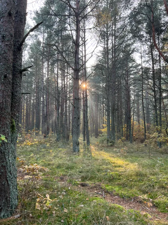 Коттедж Гостевой Дом Ветрово — Сосновка