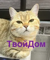 Твой Дом