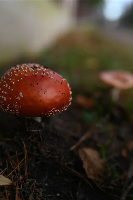 Коттедж Уютный дом — Коробицыно