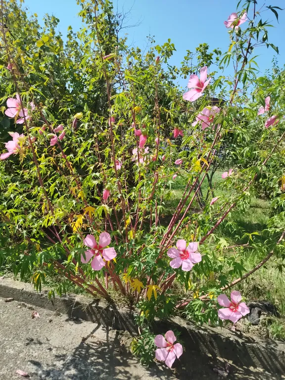 Коттедж Эко-домик трёхместный — Гагра