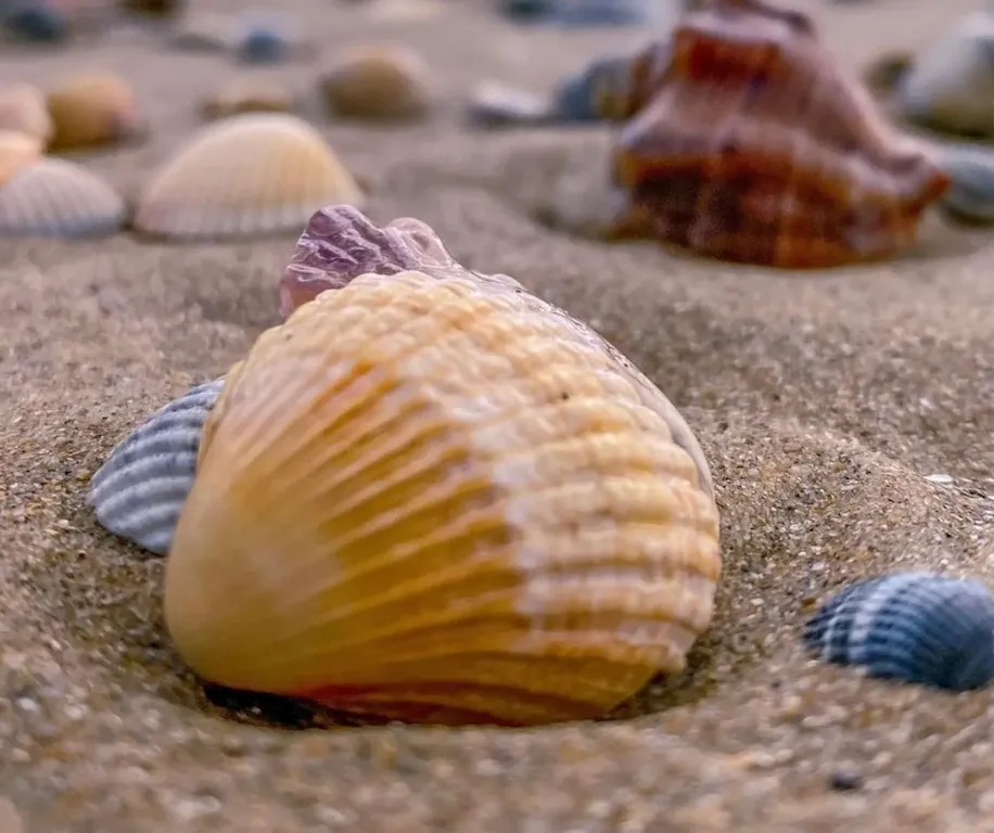 Квартира Квартира Семейный номер с кухней — Анапа