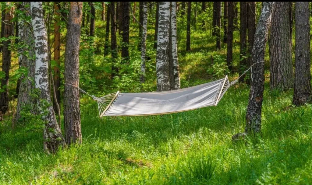 Видовой дом в лесу
