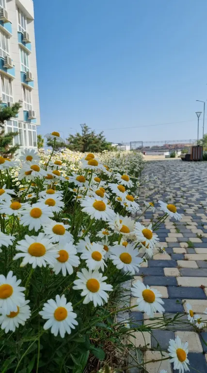 Квартира Квартира Студия у моря — Севастополь