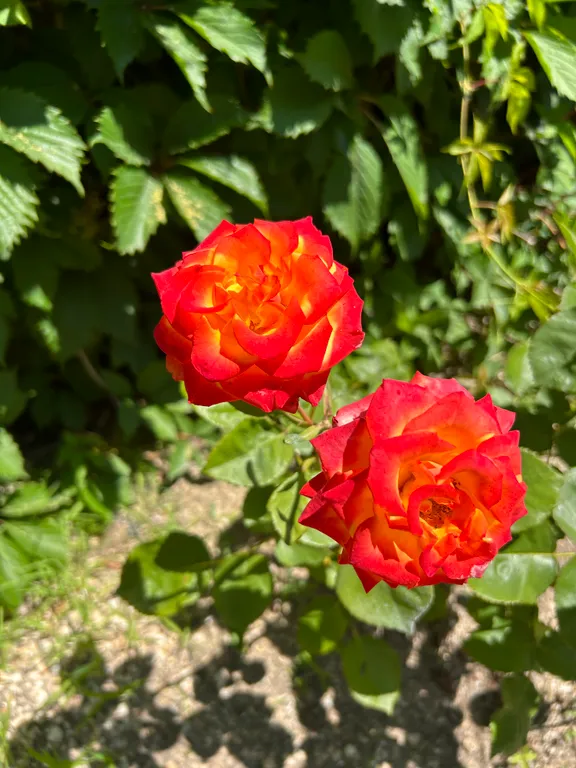 Должанский дворик