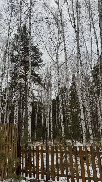 Дом Тихий Бор в березовом лесу