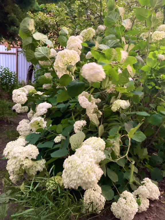 Коттедж Отдельный домик с террасой и зоной барбекю — Калининград