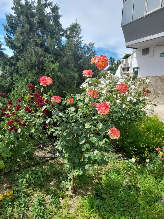 Номер с видом на море