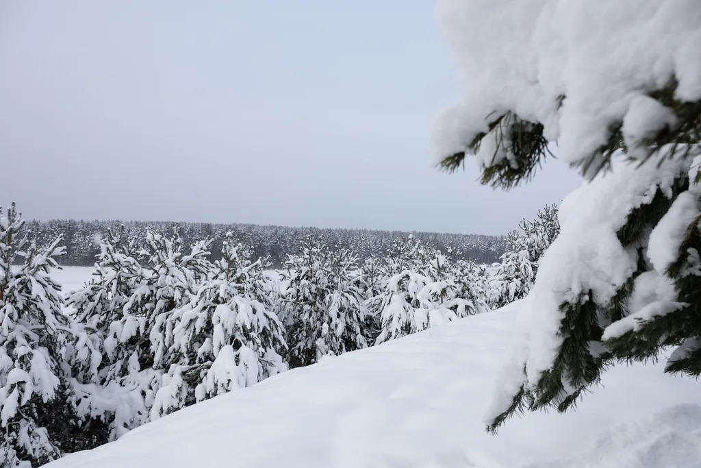 Гостевой дом на берегу лесного озера