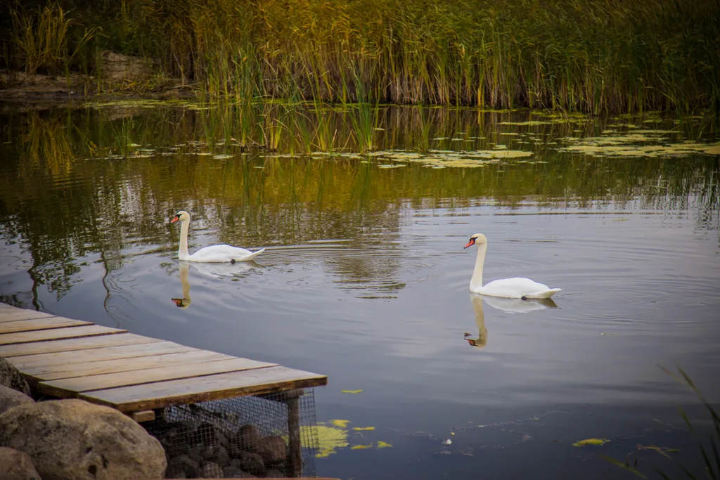 Квартира 1-комнатная Квартира — Луга