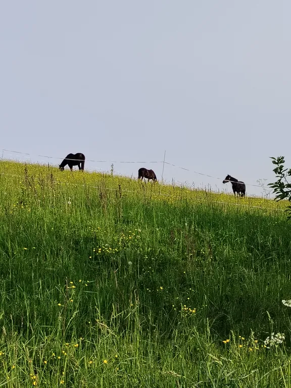 Уединенная часть дома с садом и барбекю