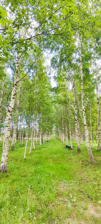 Уединенная дача с прудом и баней у Псковского озера