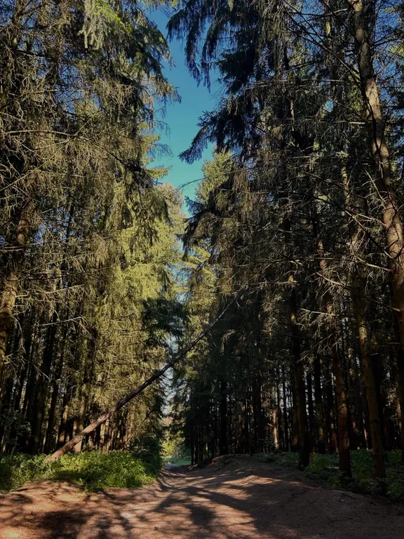 Дом с камином в лесу возле залива