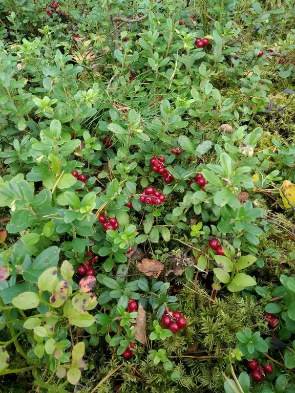 Дом с балконом у озера Нарочь